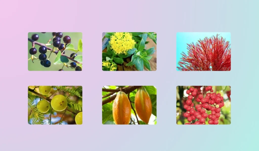 Mitolyn Ingredients