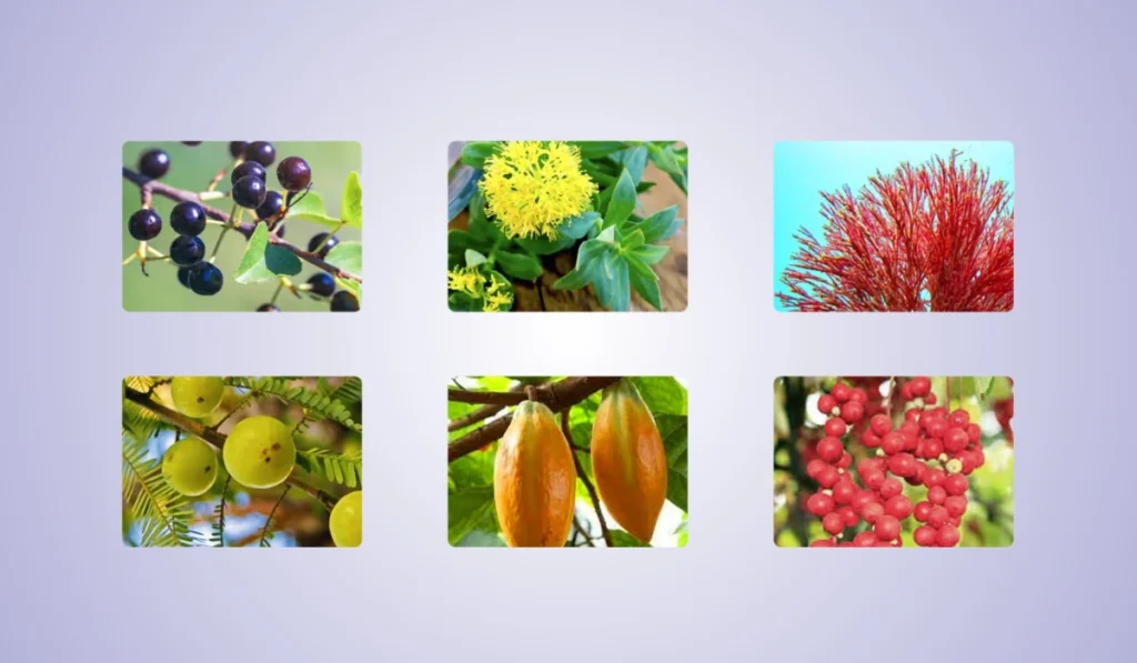 Mitolyn Ingredients